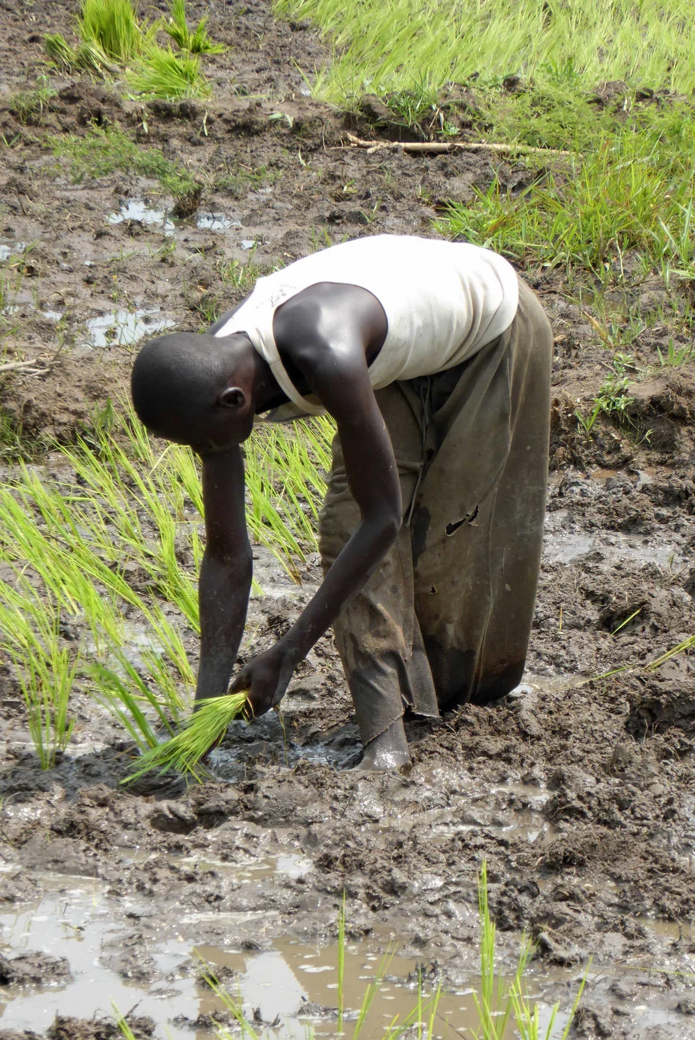 Développer un nouveau marché pour le riz de table local